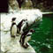 Пингвины Гумбольта